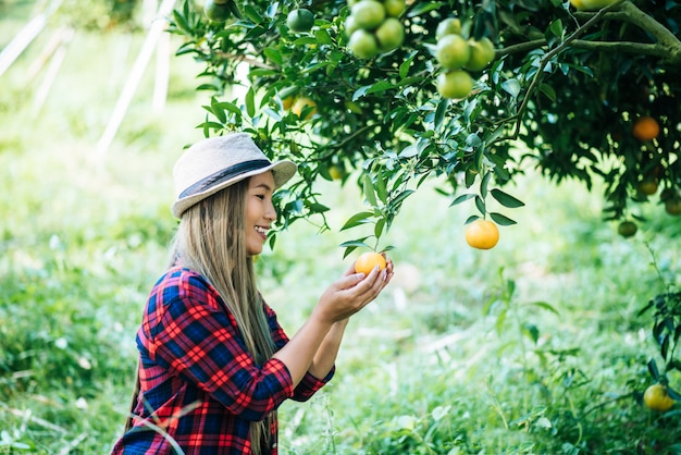 mulher havesting plantação de laranja