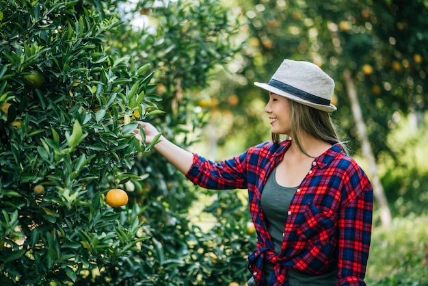 mulher havesting plantação de laranja