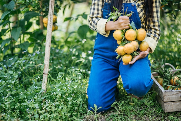 mulher havesting plantação de laranja