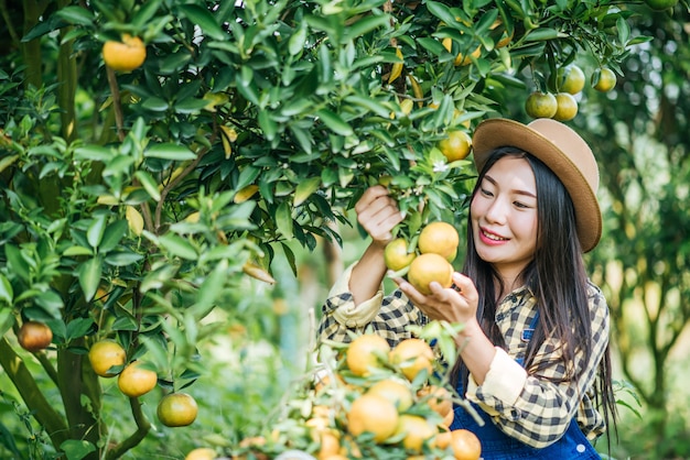 mulher havesting plantação de laranja