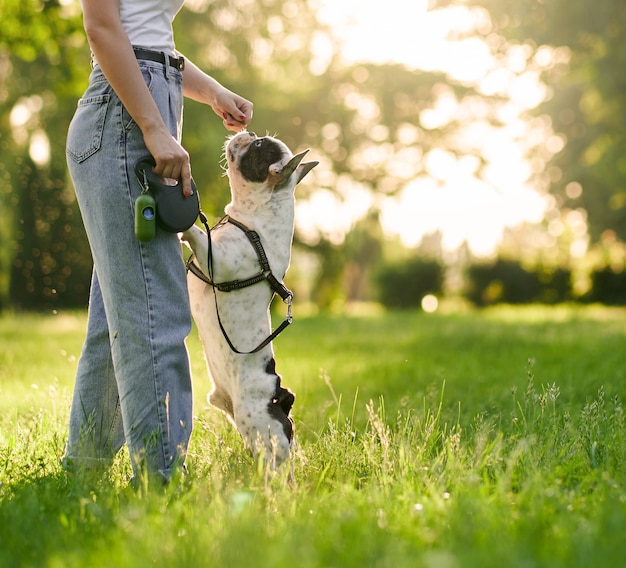 Mulher irreconhecível alimentando um buldogue francês no parque