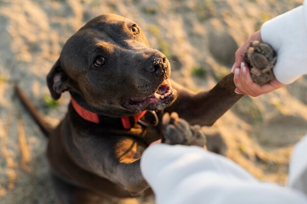 Mulher jovem curtindo um tempo com seu cachorro