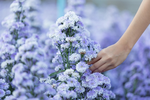 Mulher linda apreciando o campo de flores