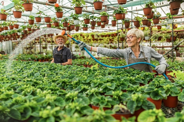 Mulher madura feliz regando flores com mangueira de jardim enquanto trabalhava no viveiro de plantas