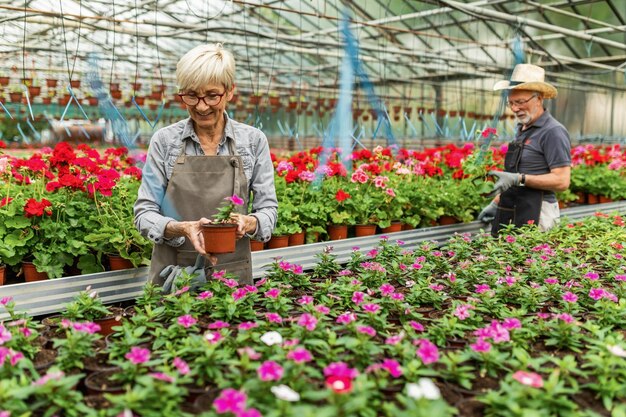 Mulher madura sorridente examinando plantas no viveiro de flores Seu colega de trabalho está em segundo plano