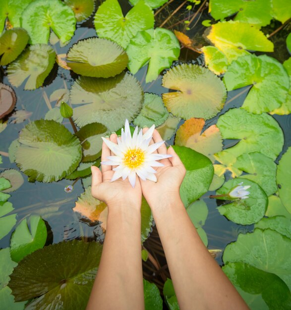 Mulher segurando flor de lótus - waterlily