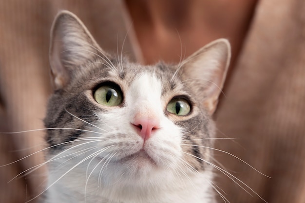 Foto grátis mulher segurando seu adorável gatinho em casa