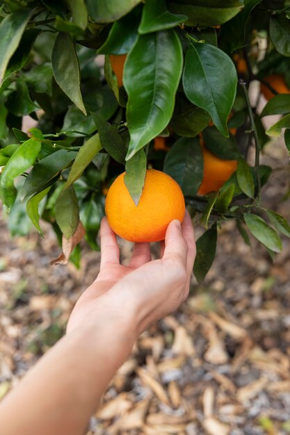 Mulher segurando uma laranja na mão