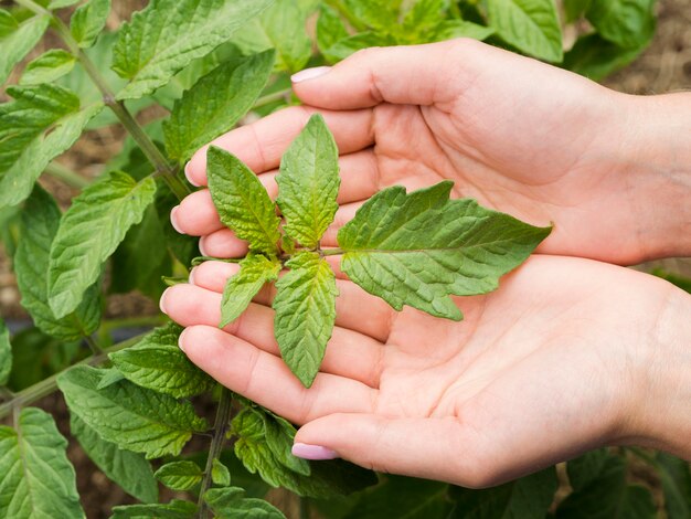 Mulher segurando uma planta nas mãos dela