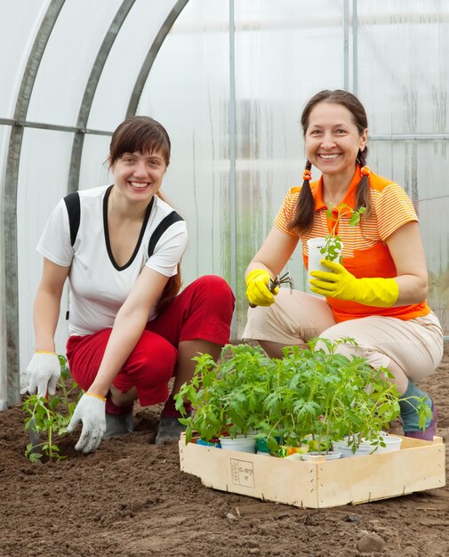 Mulheres plantando bicos de tomate