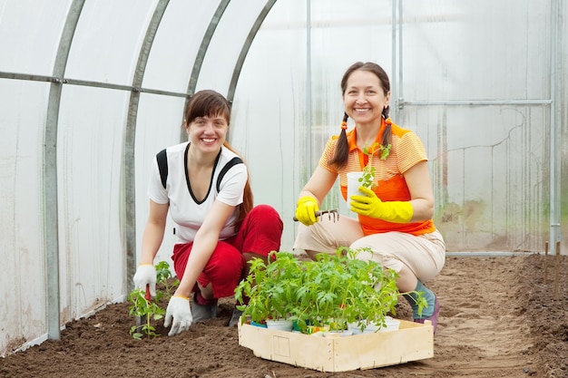 Mulheres plantando mudas de tomate