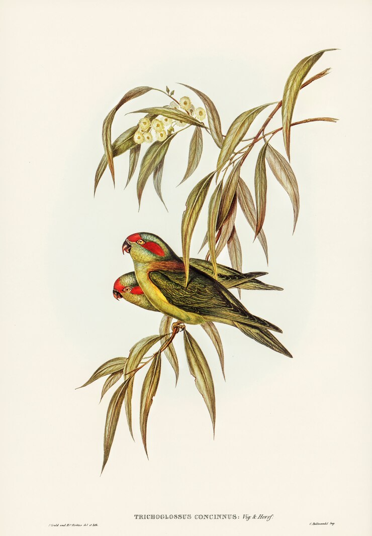 Foto grátis musky lorikeet (trichoglossus concinnus) ilustrado por elizabeth gould