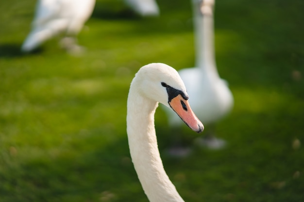 Mute Swan, Cygnus olor, Adulto, close-up