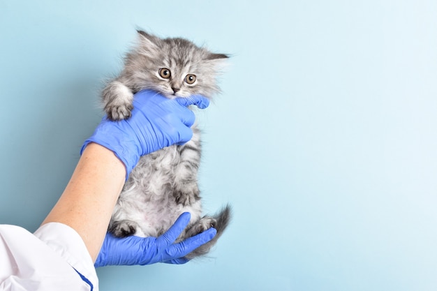 Na clínica, um animal de estimação é examinado por um médico.