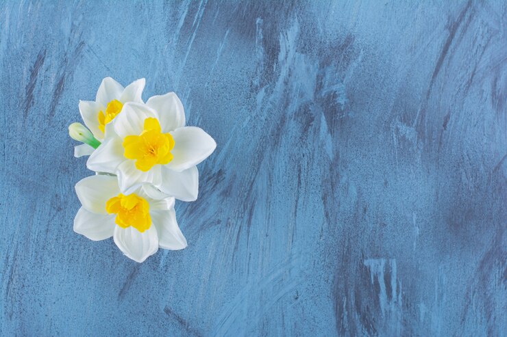 Foto grátis narcisistas de trombeta amarela e branca florescem lindamente em um vaso.