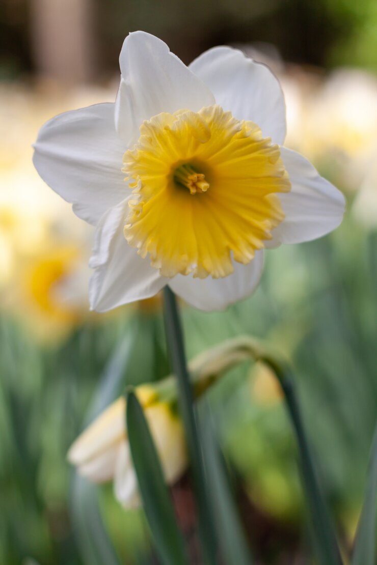 Foto grátis narciso branco com amarelo centro florescendo na primavera