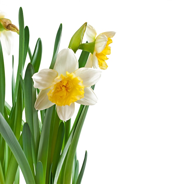 Foto grátis narciso de flores de primavera isolado.