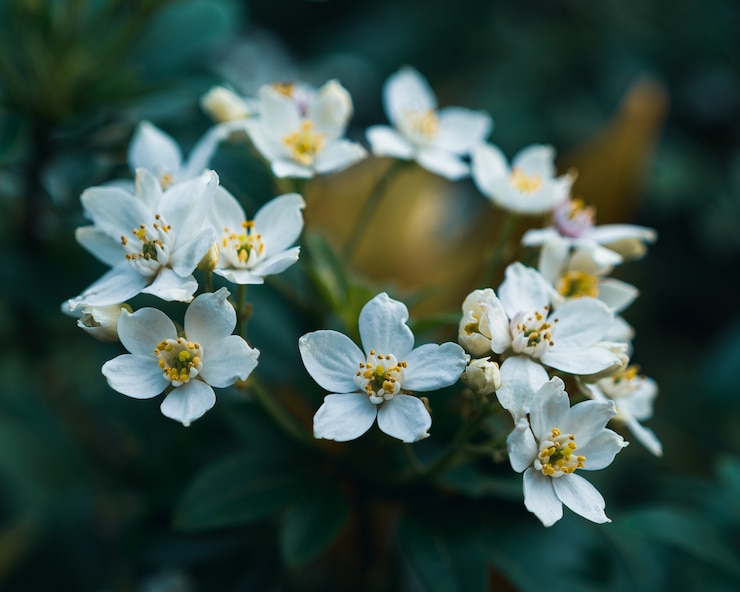 Foto grátis narcisos brancos lindos, formando um círculo com fundo desfocado