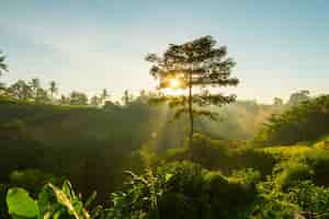 Foto grátis nascer do sol sobre a selva de bali