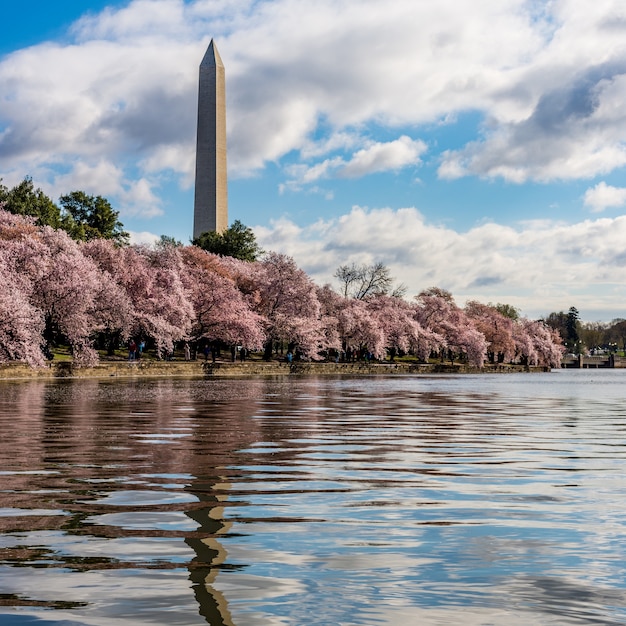 National Mall cercado por árvores e um lago sob o céu nublado em Washington DC