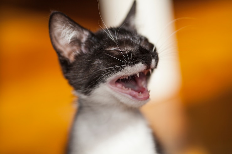 Foto grátis natureza &amp; animais