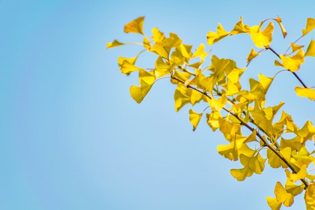 Natureza, cor, parque, gingko, floresta