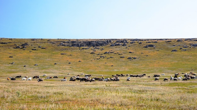 Natureza da Moldávia, planície com vegetação esparsa, várias rochas e cabras pastando