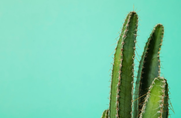 Natureza morta com planta de cacto