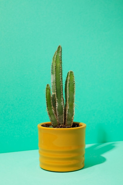 Natureza morta com planta de cacto