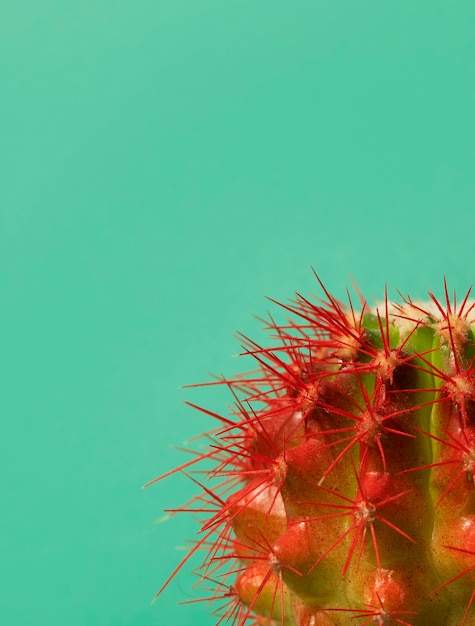 Foto grátis natureza morta com planta de cacto