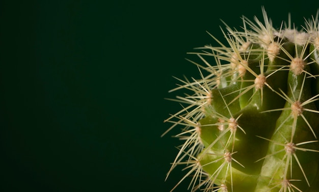 Natureza morta com planta de cacto