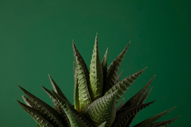 Foto grátis natureza morta com planta de cacto