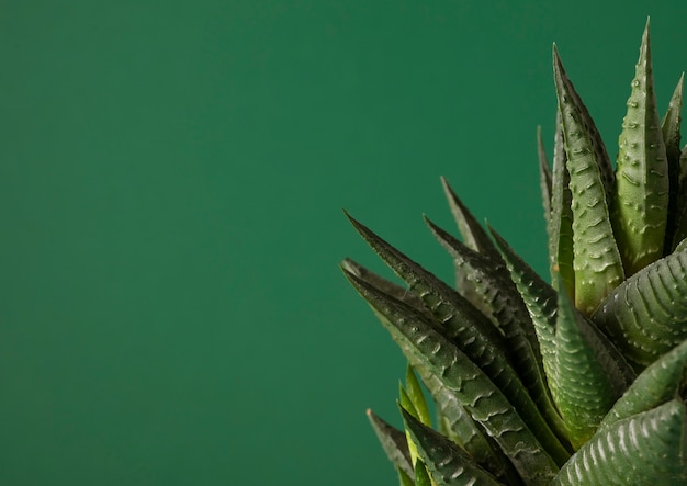 Foto grátis natureza morta com planta de cacto