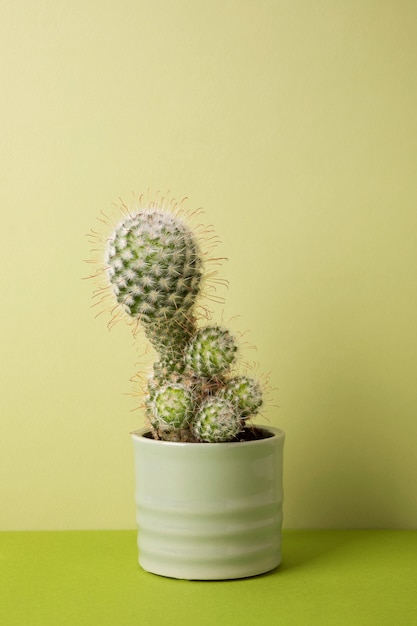 Foto grátis natureza morta com planta de cacto