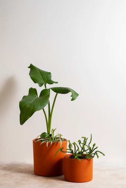 Foto grátis natureza morta com plantas de interior