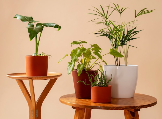 Foto grátis natureza morta com plantas de interior