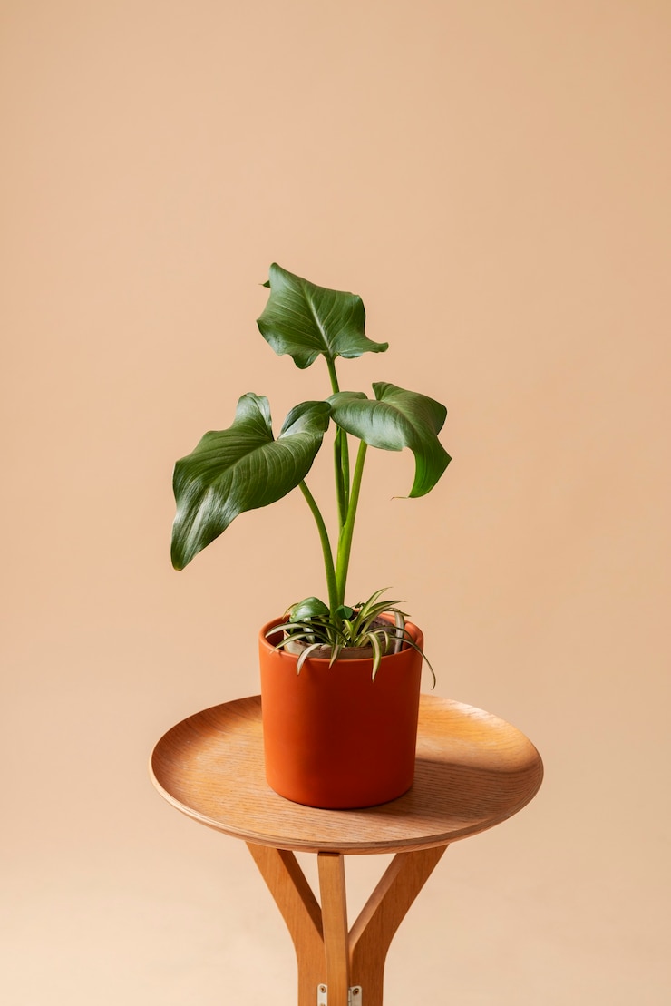 Foto grátis natureza morta com plantas de interior