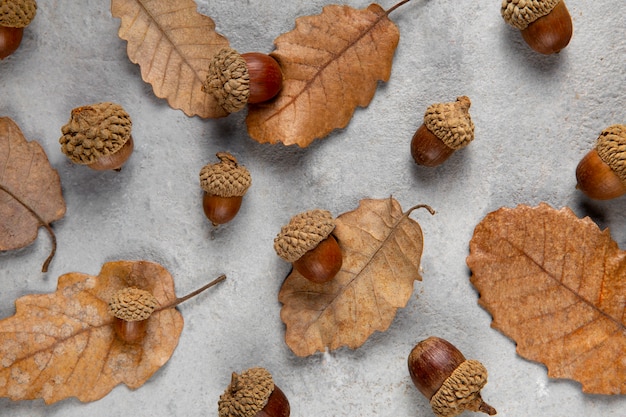 Foto grátis natureza morta de bolotas planas