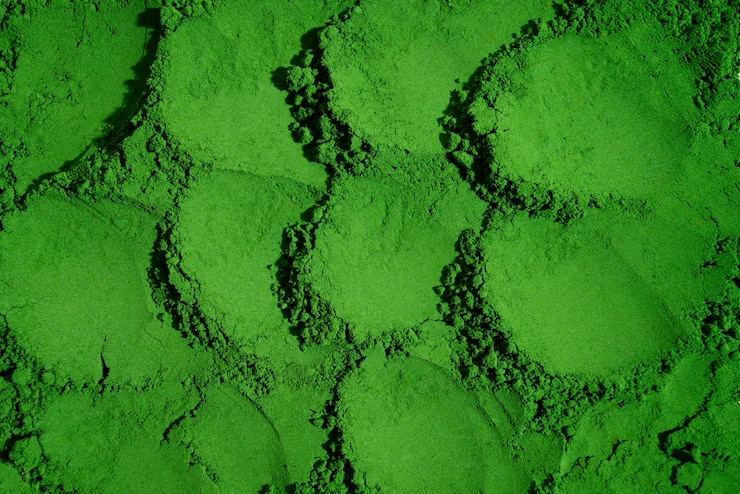 Foto grátis natureza morta de poeira de musgo detalhes em close