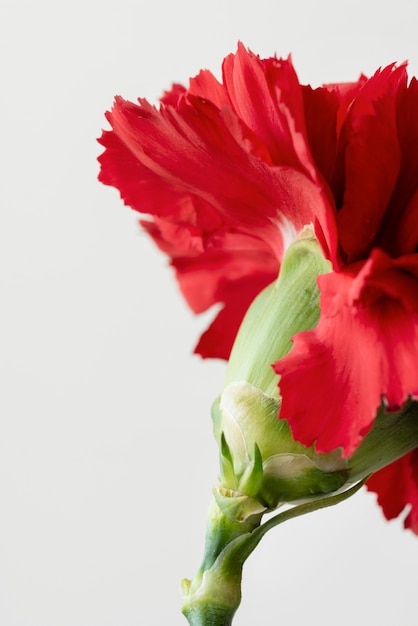 Natureza-morta em close de uma flor dentro de casa