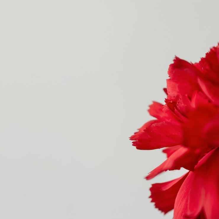 Foto grátis natureza-morta em close de uma flor dentro de casa