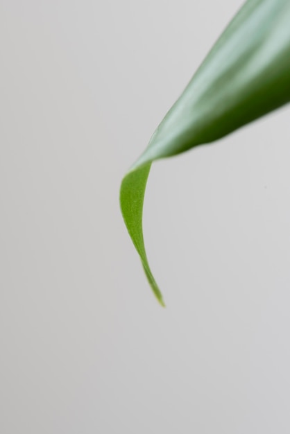 Natureza morta planta verde dentro de casa