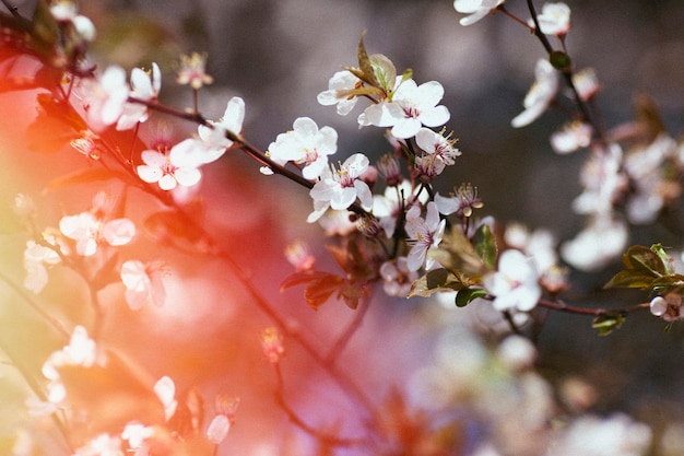 Foto grátis natureza retrô com lindas flores brancas