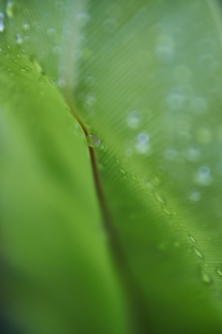 Foto grátis nave planta fundos de folha verde