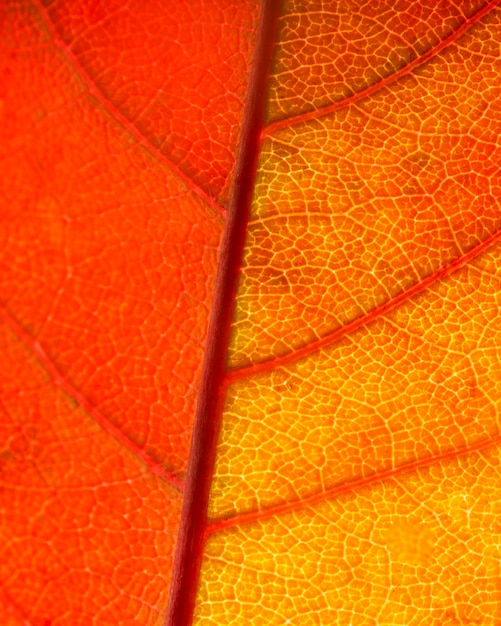 Nervos de folha laranja em close-up