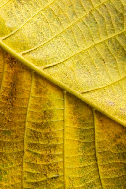 Nervos em close da folha amarela