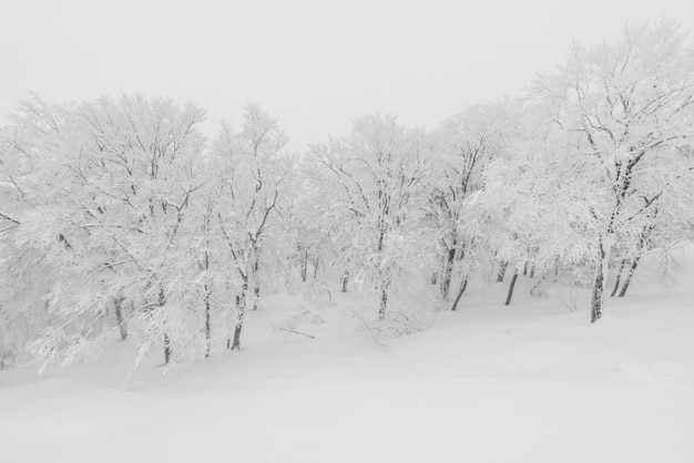 Neve bela beleza tempo ao ar livre