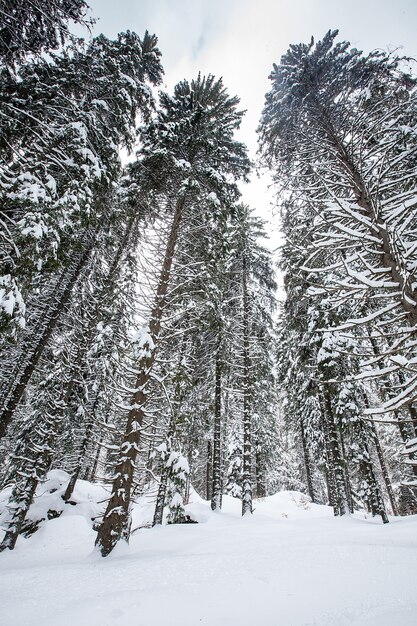 Neve caindo na bela floresta de pinheiros. Fantástica paisagem de inverno