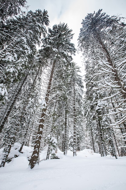 Neve caindo na bela floresta de pinheiros. Fantástica paisagem de inverno