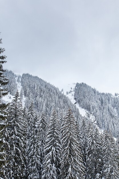 Neve caindo na bela floresta de pinheiros. Fantástica paisagem de inverno